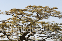 Gyrocarpus americanus